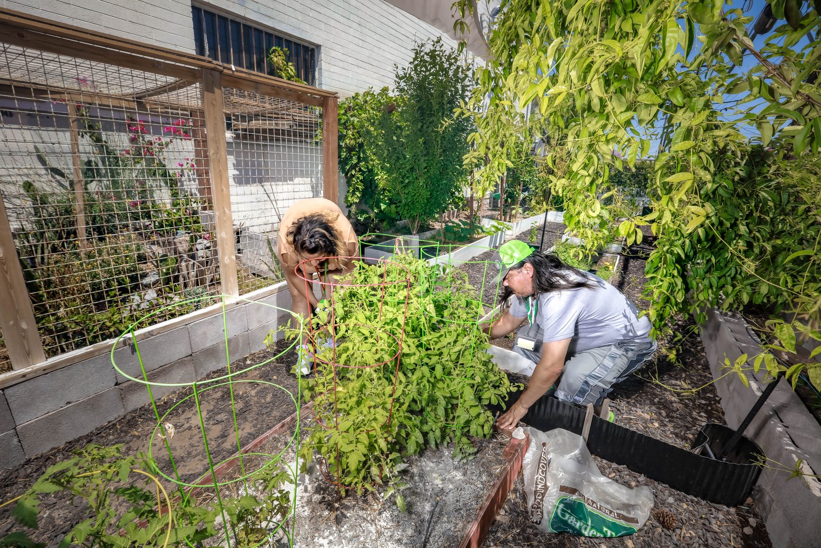 Two volunteers tending community garden tomatoes