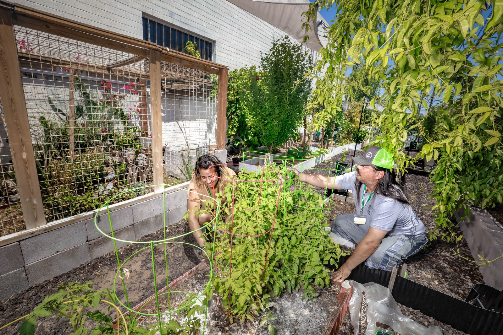 Community garden volunteers tending tomato plants