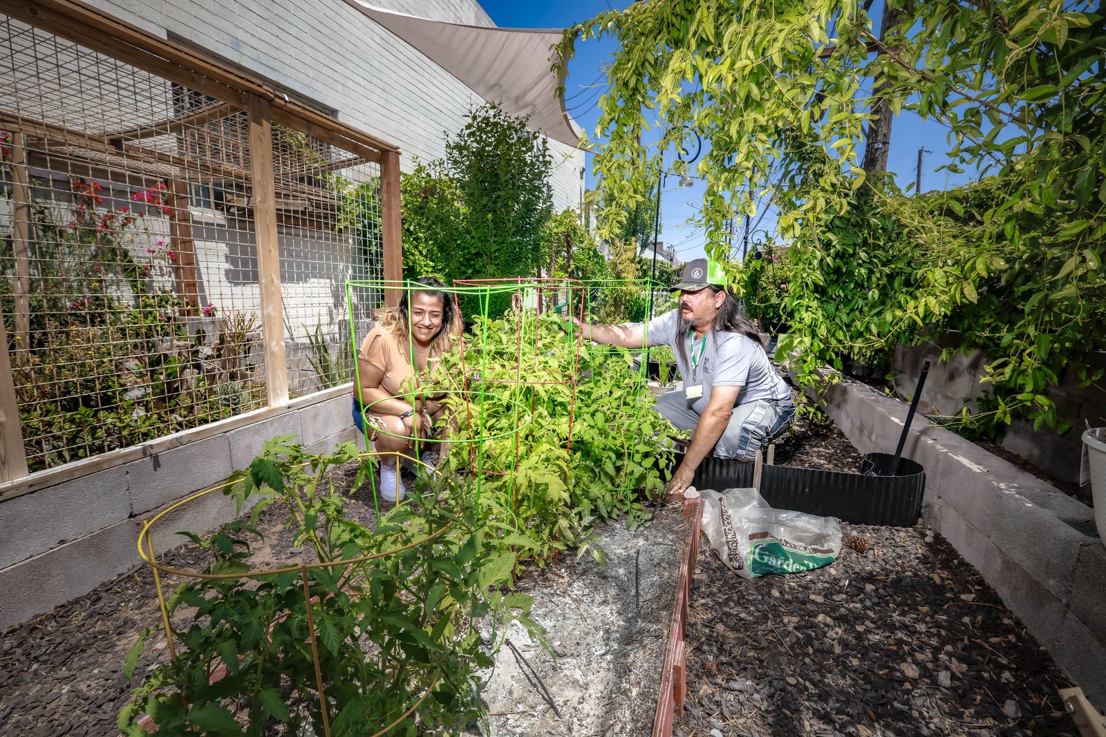 Smiling volunteers harvesting tomatoes in garden