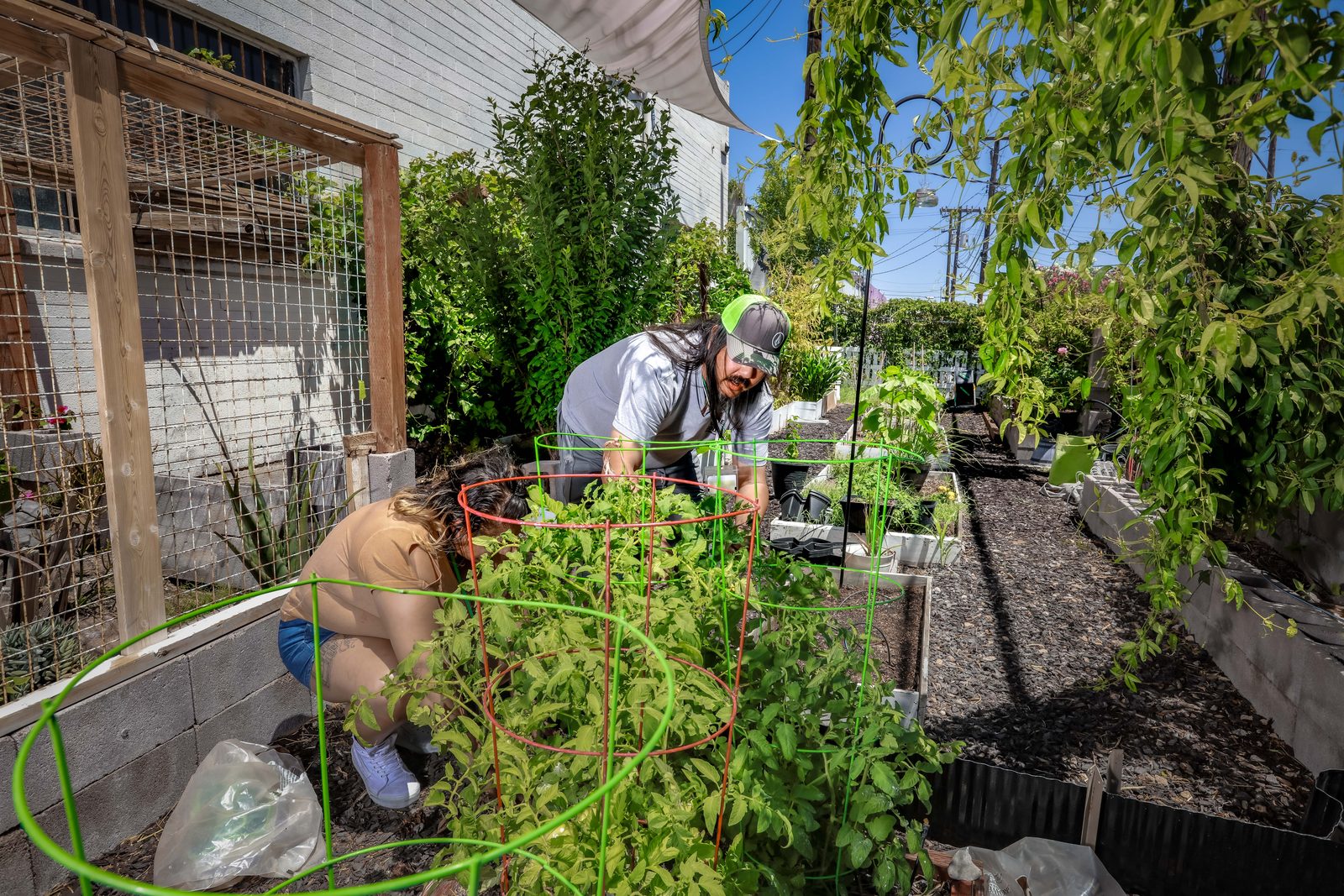 Volunteers tending tomato garden under shade sail